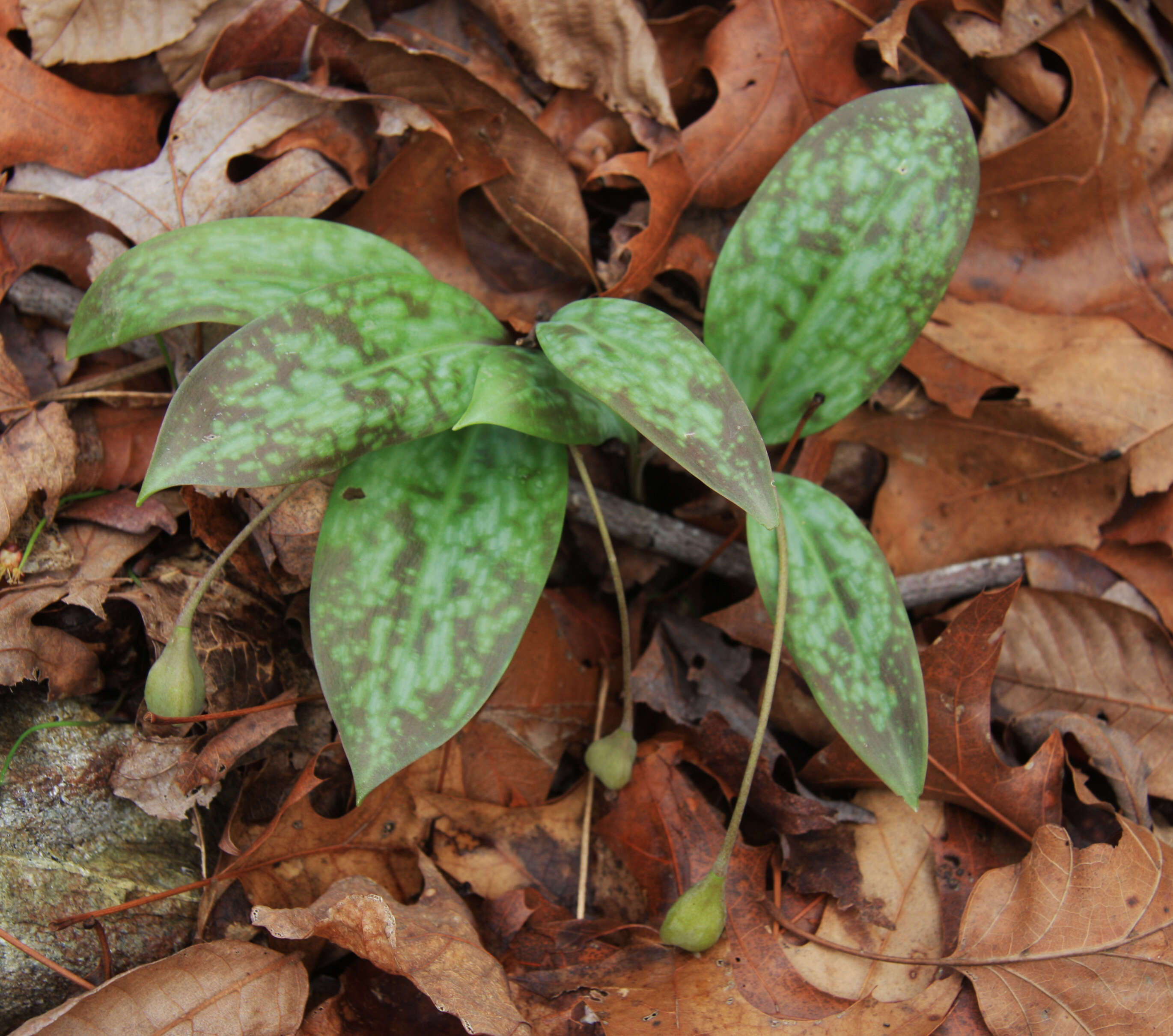 Image of dogtooth violet