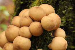 Imagem de Lycoperdon pyriforme Schaeff. 1774