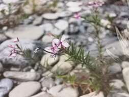 Image de Epilobium dodonaei Vill.