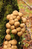 Imagem de Lycoperdon pyriforme Schaeff. 1774