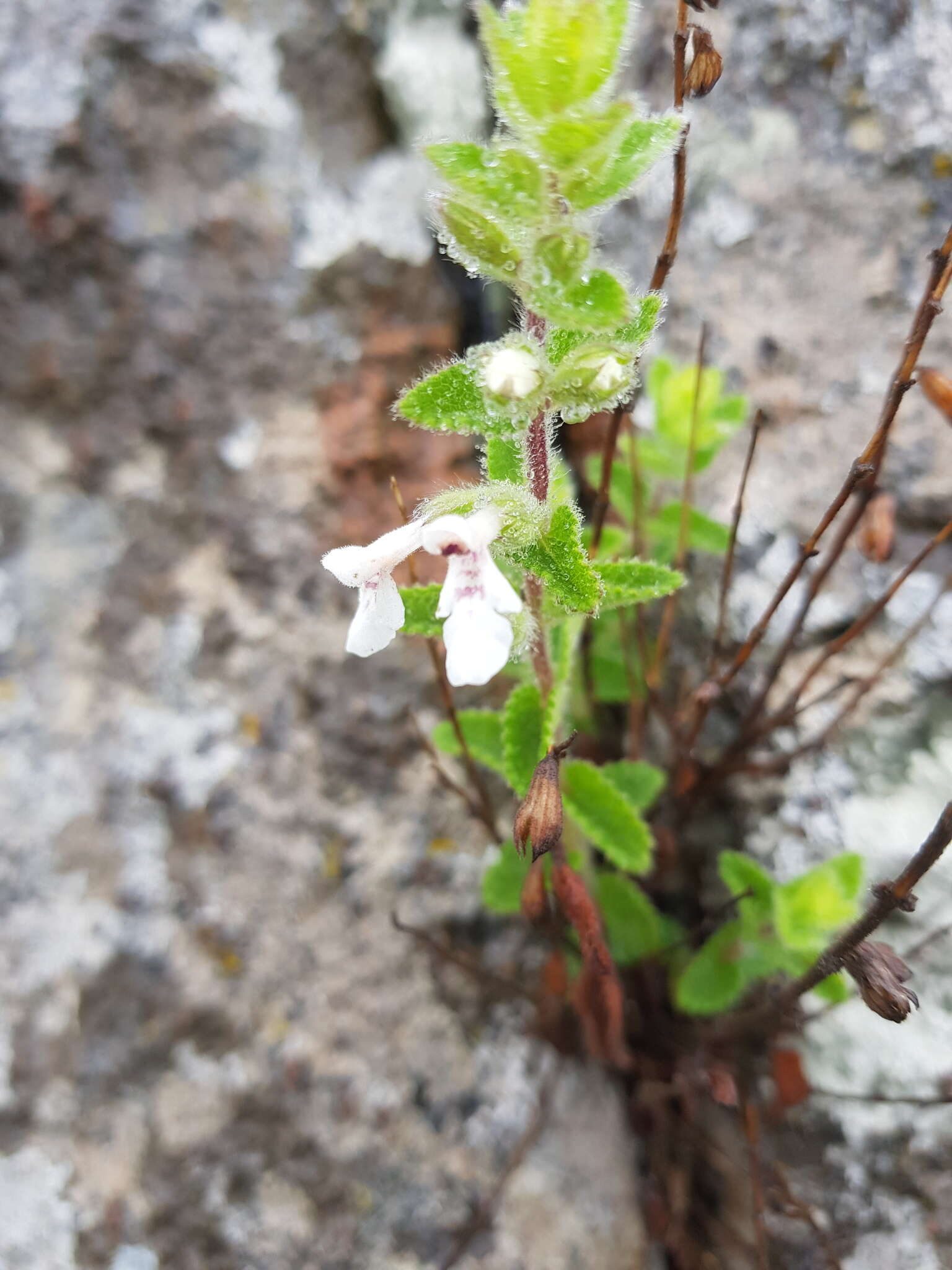 Imagem de Stachys natalensis Hochst.