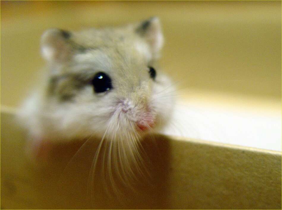 Image of Desert Hamster