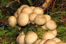 Imagem de Lycoperdon pyriforme Schaeff. 1774