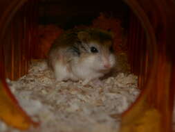 Image of Desert Hamster