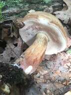 Image of Tylopilus felleus (Bull.) P. Karst. 1881