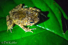 Image of Rhinella margaritifera (Laurenti 1768)