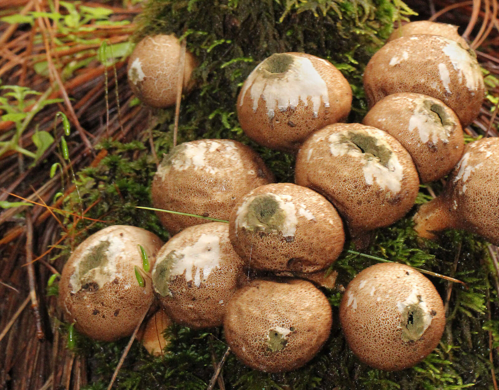 Imagem de Lycoperdon pyriforme Schaeff. 1774