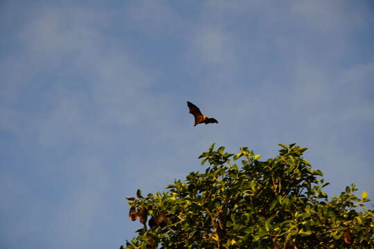 Image of Rodrigues Flying Fox