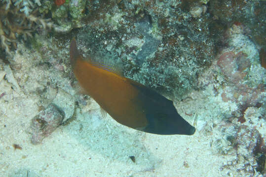 Image of Black-headed Leatherjacket