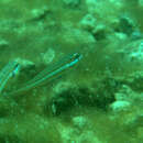 Image of Ladder goby