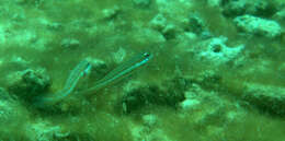 Image of Ladder goby