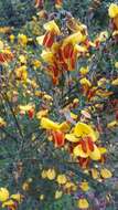 Image of Scotch broom