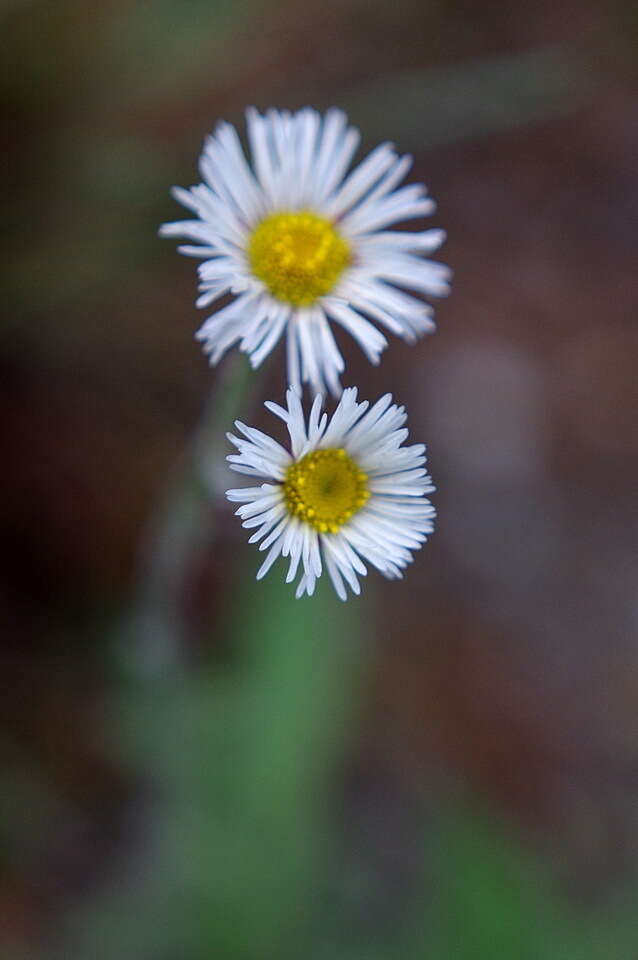 Image of streamside fleabane