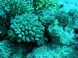 Image of Dwarf scorpionfish