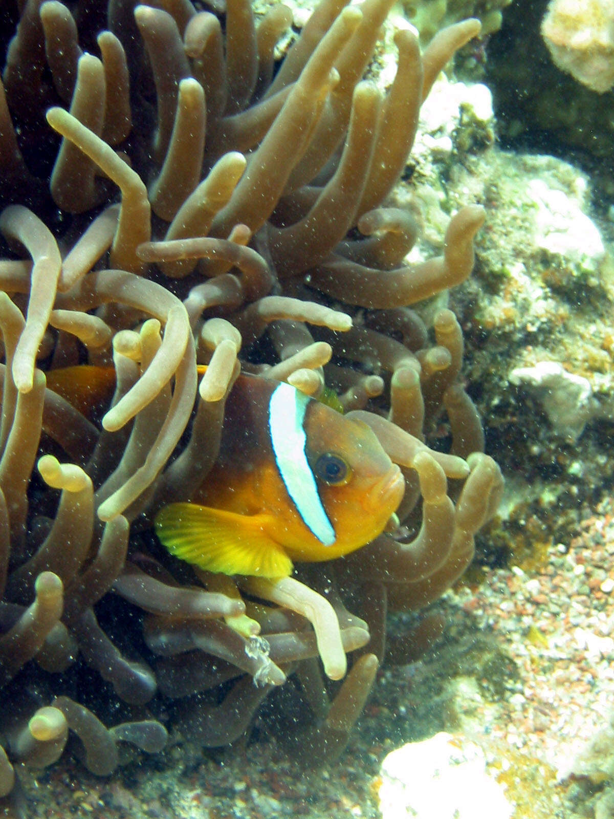 Image of Clownfish