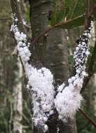 Image of Woolly Alder Aphid