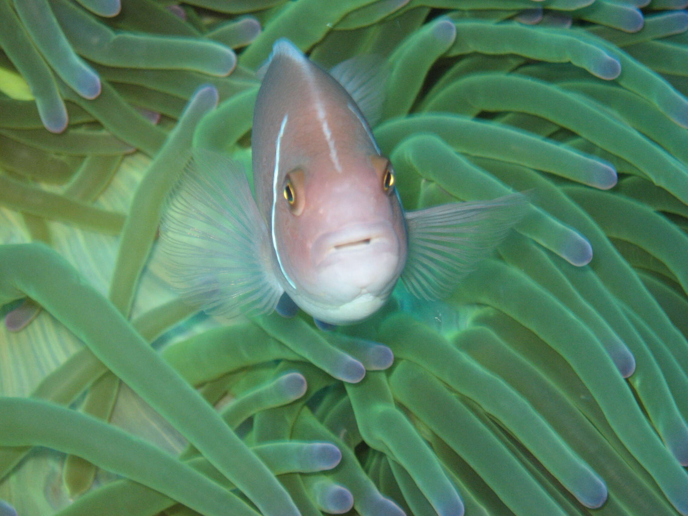 Image of Pink anemonefish