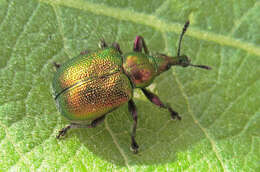 Image of poplar leaf-rolling weevil