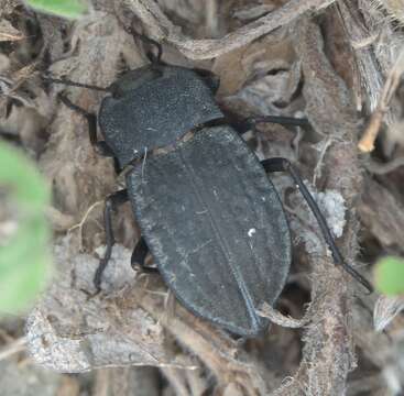 Image of Stenomorpha (Asidopsis) opaca (Say 1824)