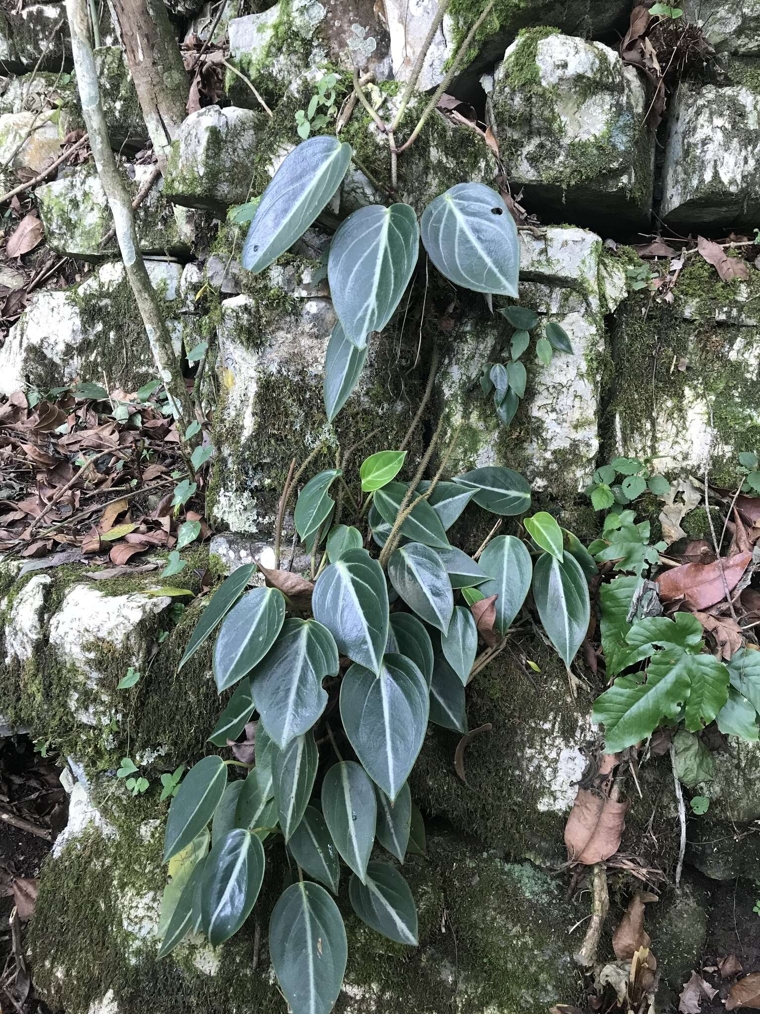 صورة Peperomia maculosa (L.) Hook.