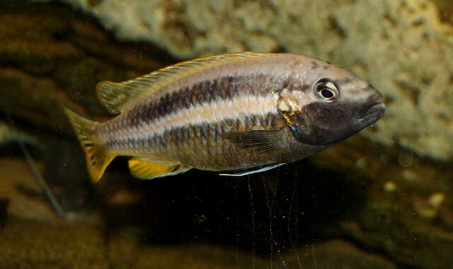 Image of Golden Mbuna