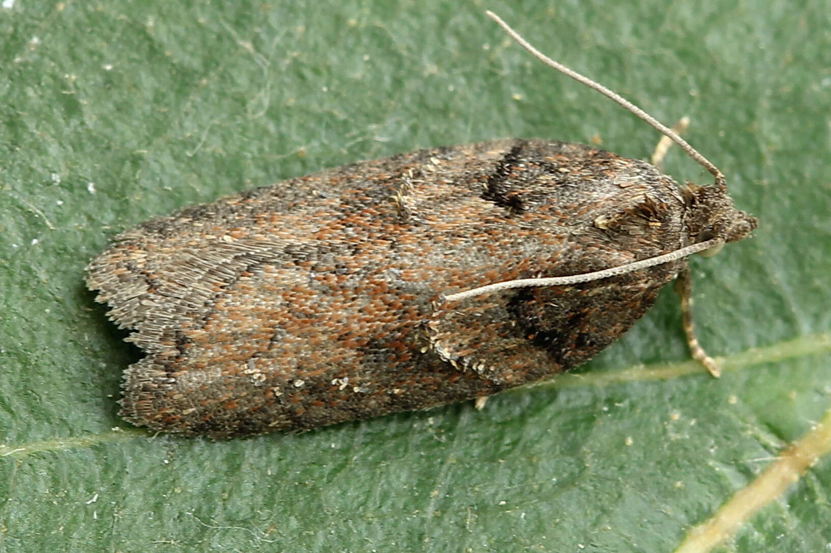 Image of Acleris abietana Hübner 1823