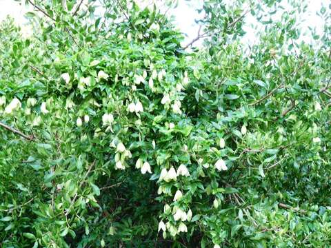 Imagem de Clematis cirrhosa L.