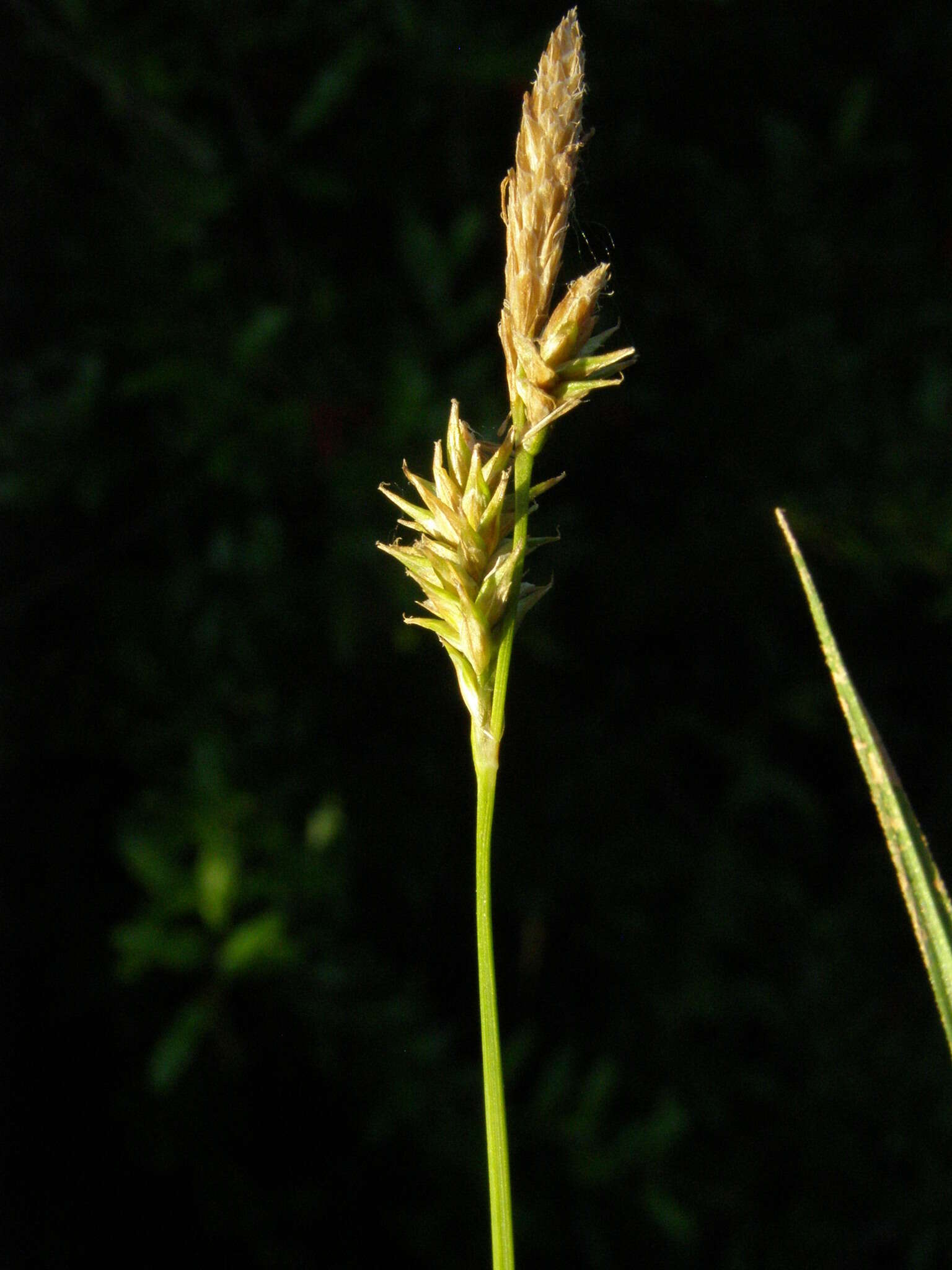 Image of Lemmon's Sedge