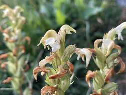 Image de Pedicularis parryi A. Gray