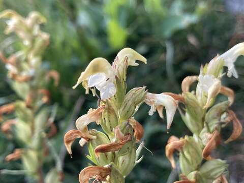 Image de Pedicularis parryi A. Gray