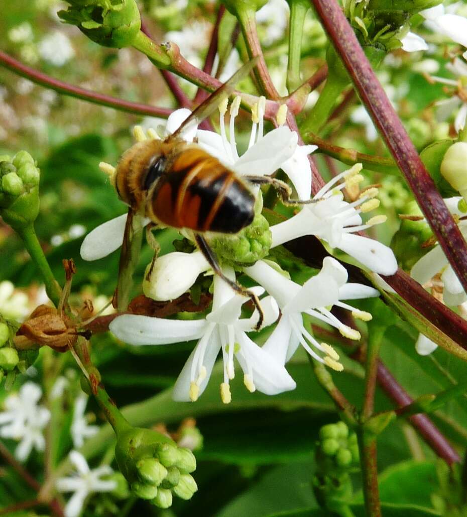 صورة Heptacodium