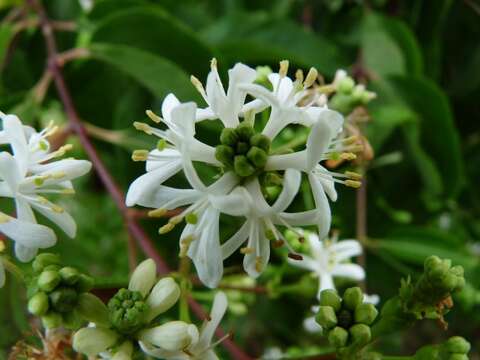 Image of Heptacodium