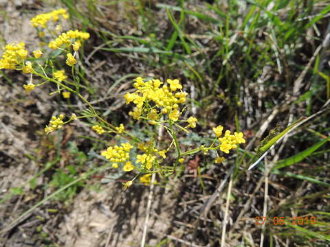 Image of Rorippa brachycarpa (C. A. Mey.) Hayek