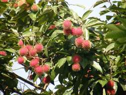 Image of rambutan