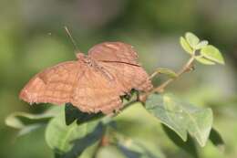 Image of chocolate pansy