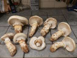 Image of White Matsutake