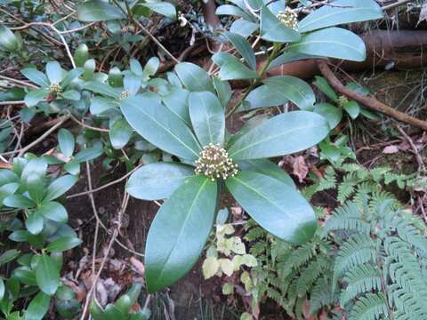 Image of Skimmia