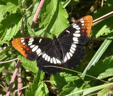 Image of Lorquin's Admiral