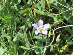 Image of Eustoma