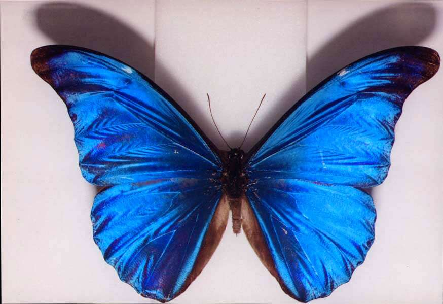 Image of Blue Morpho