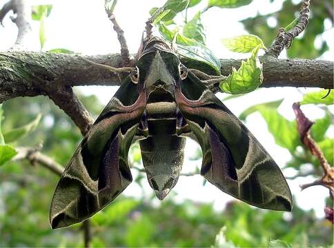 Image of oleander hawk-moth