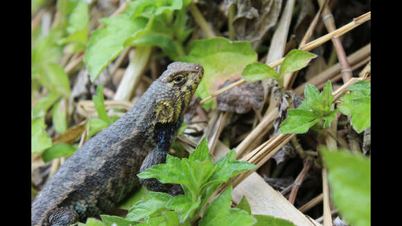 Image of Sceloporus horridus Wiegmann 1834