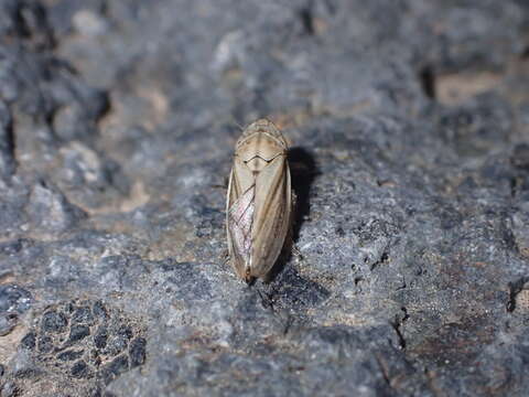 Image de Neophilaenus angustipennis (Horváth 1909)