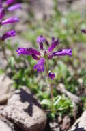 Image of Sierra beardtongue