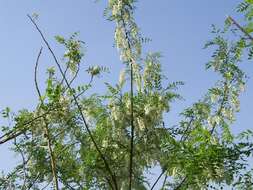 Image of black locust