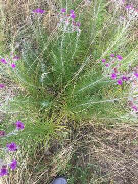 Image of woolly ironweed