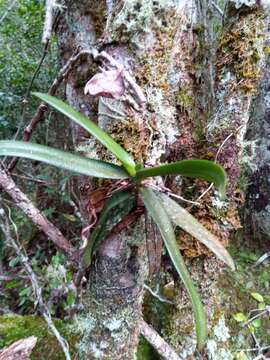 Imagem de Angraecum compactum Schltr.