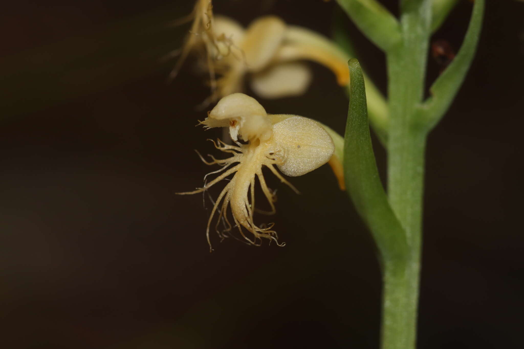 Image of Platanthera pallida P. M. Br.