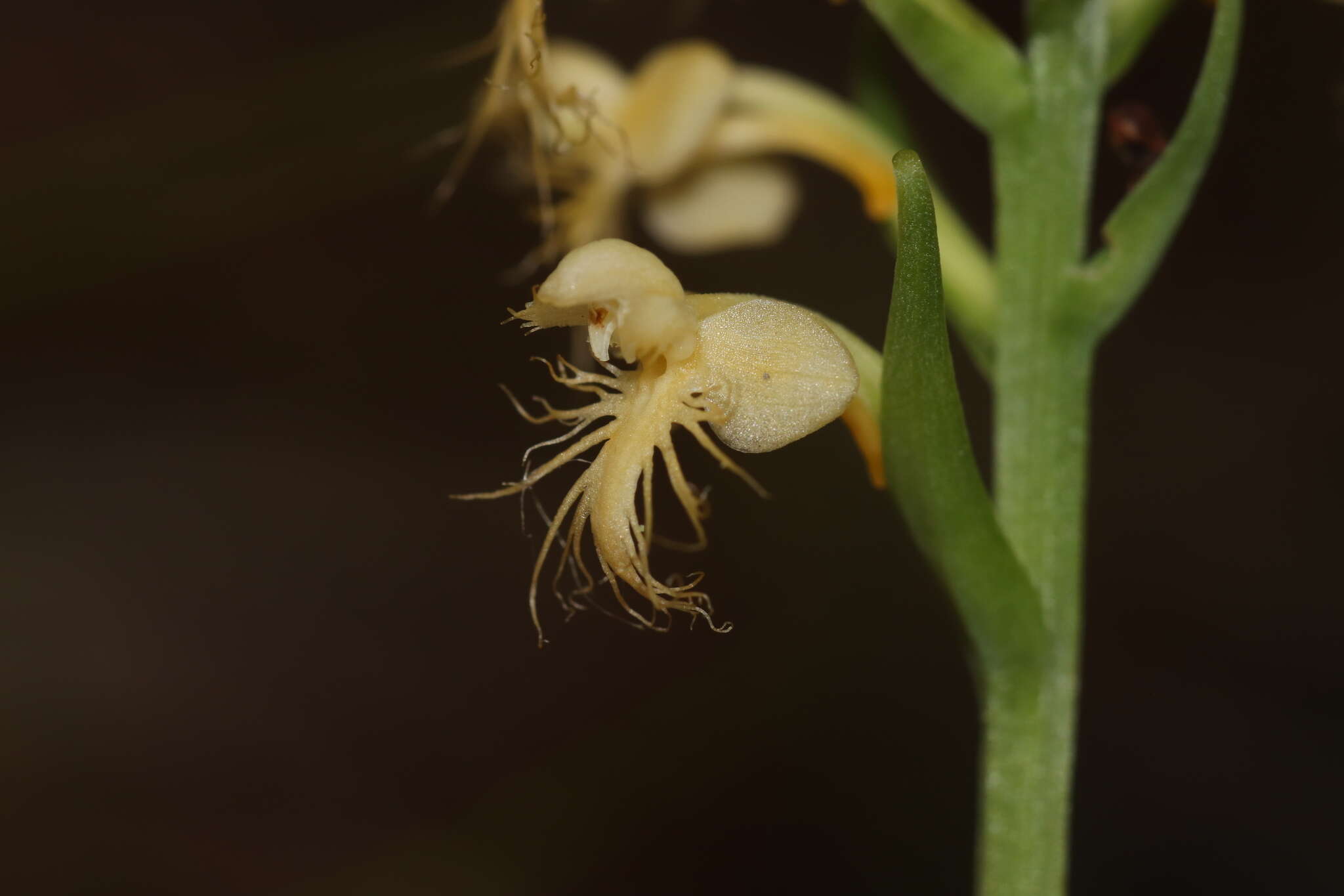 Platanthera pallida P. M. Br. resmi