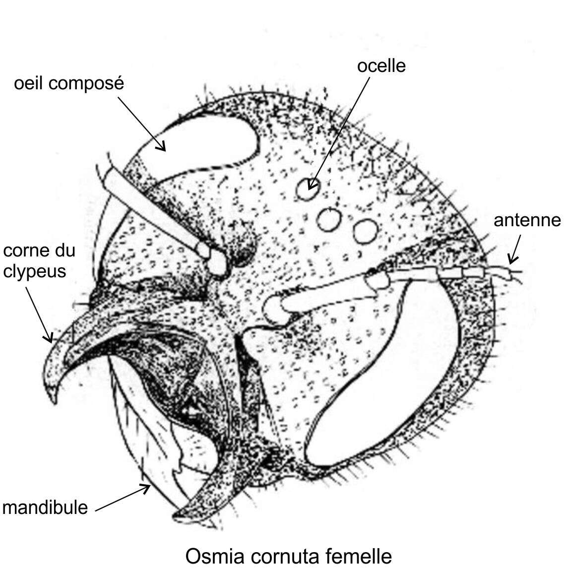 Image of Osmia cornuta (Latreille 1805)
